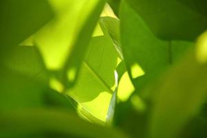 natur av grön blad i trädgård på sommar, förgrund foto