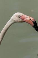 flamingo promenader på vatten foto