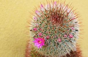närbild av en kaktus foto
