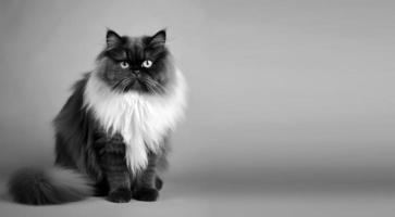 svart och vit persisk katt porträtt grå bakgrund. med kopia Plats. producera ai foto
