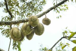 Durian på träd gren i thailand lokal- fruktträdgård foto