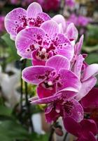 dramatisk fuschia och vit orkide växt foto