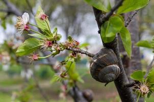 en snigel på en körsbär blomma träd i vår. latin namn arianta arbustorum. foto