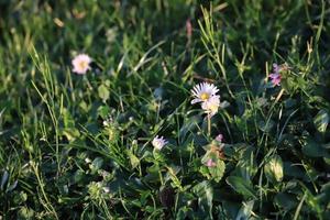 vår daisy och ljus grön gräs i de strålar av de miljö sol.ofokuserad. foto