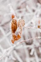 vinter- löv täckt med snö och rimfrost foto