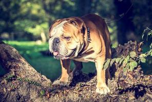 enorm engelsk bulldogg foto