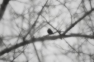 stormig väder. oskärpa vinter- bakgrund. torr träd svart grenar på de grå himmel bakgrund. fåglar på de grenar. foto