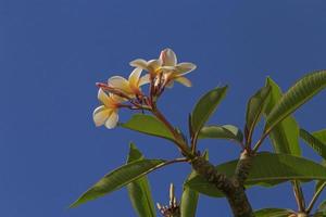 blomma av plumeria träd över blå himmel foto