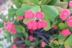 euphorbia millis inomhus- växt, en skön rosa blomma ,landskap växter foto