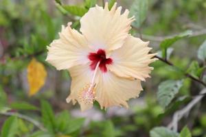 hibiskus växt, gul Färg röd centrerad blomma, rosmallows blomma i trädgård foto