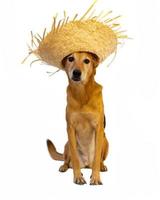 hund med sugrör hatt klädd till fira de junina högtider foto