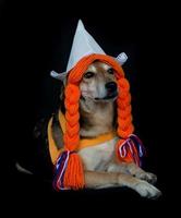 en blandras hund med flätor och en dutch hatt foto