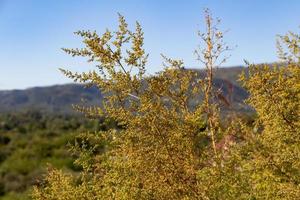 vild artemisia annua växter i de bergen foto