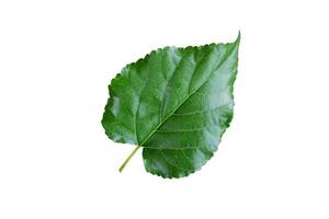 färsk vatten dagg droppar på grön löv isolerat på vit backgroun foto