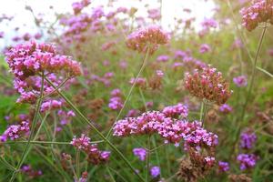 blomning violett verbena blommor med naturlig solljus i äng foto