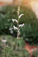 skön blomning vit vild blommor fält i springtime och naturlig solljus lysande på berg foto