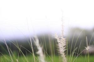 mjuk fokus skön gräs blommor i naturlig solljus bakgrund foto