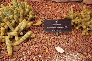 trä- namn märka av mammillaria elongata på brun pimpsten sten med kaktus växter i öken- parkera och saftig trädgård foto