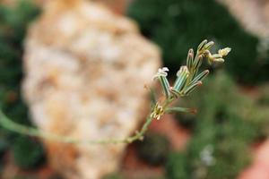 skön blomning vit vild blommor fält i springtime och naturlig solljus lysande på berg foto