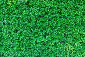 grön växt eller grön löv vägg bakgrund. foto