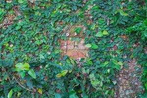 grön växt eller grön löv vägg bakgrund. foto