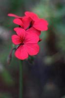 röda pelargonblommor foto