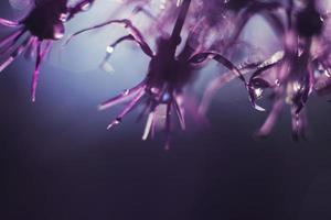 en släppa av vatten på en lila blomma. vild lök närbild. vild purjolök bakgrund. abstrakt blomma bakgrund foto