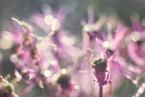 vild lök närbild. lila blomma bakgrund. vild purjolök bakgrund. foto