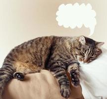söt grå inhemsk katt är sovande på de bröst av de ägare. kopia Plats för din text foto