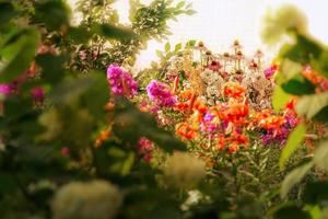 skön bakgrund med ljus blommor på en blomma säng nära de hus på en solig dag. foto