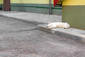en små vit katt sover på de trottoar i de stad. plats för text. sällskapsdjur skydd begrepp. foto
