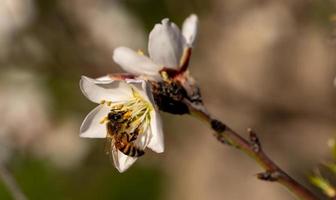 bi på en mandelblomning foto