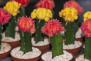 färg gymnocalycium mihanovichii ympade kaktusar foto