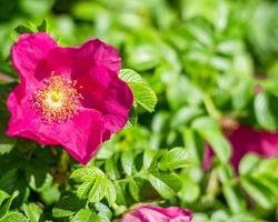 hund reste sig rosa canina rosa blommor i blomma på grenar, skön vild blommande buske, grön löv. foto