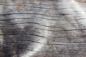 textur av en träd utan bark. foto