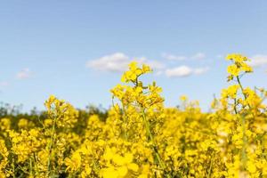 landskap av en fält av gul våldta eller raps blommor, foto