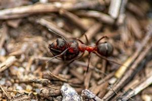 närbild av en trämyra som bär en död myra foto