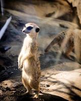 liten meerkat i Zoo foto
