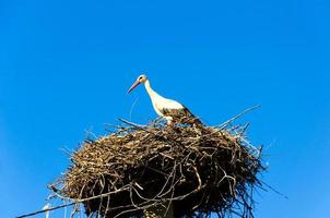 stork i dess bo foto