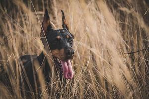 doberman spelar utomhus- foto