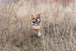 söt engelsk bulldogg foto