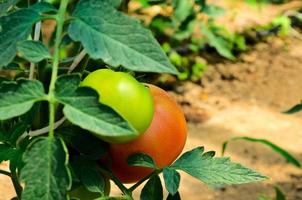 grön och röd tomatoe foto