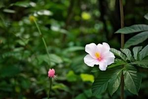 skog rosa ensam blomma. generera ai foto