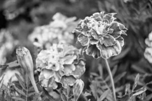 bra vild växande blomma ringblomma calendula på bakgrund äng foto