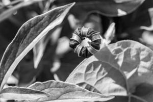 fotografi på tema skön vild växande blomma petunia på bakgrund äng foto