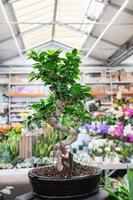 ficus bonsai ginseng träd i en växt Lagra foto