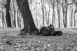 fotografi på tema påsar av löv i skog på bakgrund naturlig natur foto