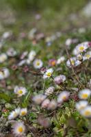 gaensebluemchen jag är fruehling foto