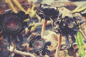original- kaktus blomma i svart med närbild i de trädgård foto