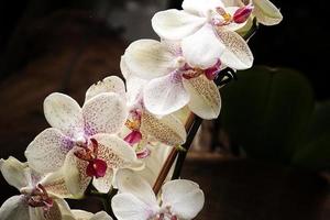 delikat färgrik blommor orkidéer växande i en naturlig miljö i botanisk fruktträdgård foto